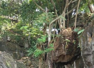PFI Medan Latih Fotografi Anak Desa Wisata Bukit Lawang