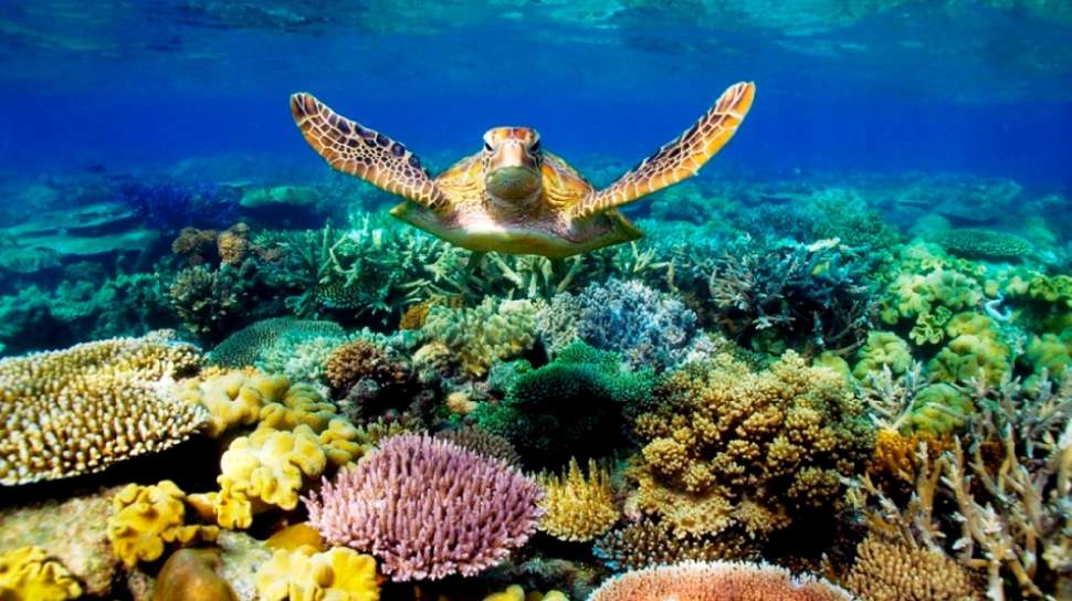 8 Wisata Bawah Air Terindah Di Dunia