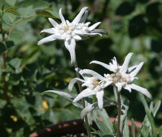 10 Fakta Bunga Edelweiss Yang Perlu Diketahui, Simbol Cinta Abadi!