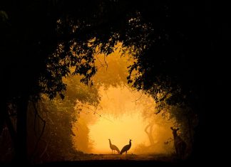 Keren! Shreyovi Mehta, Siswa Umur 10 Tahun Raih Runner Up Kontes Fotografi Satwa Liar