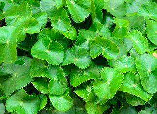 Sederet Manfaat Centella Asiatica untuk Kulit Sehat dan Menawan dari Alam
